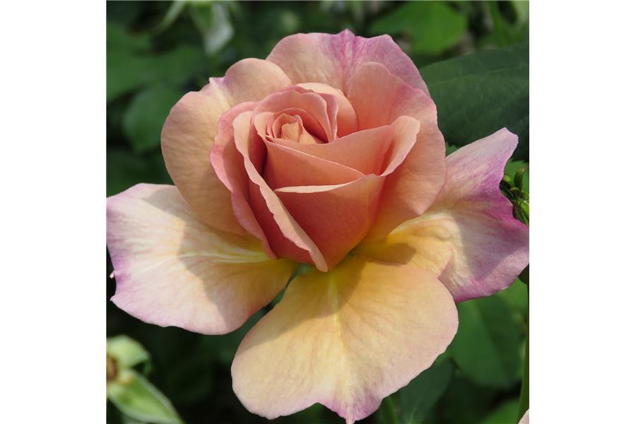 HYBRID TEA